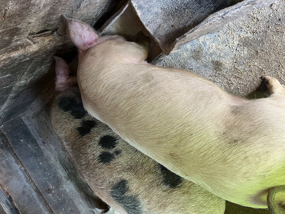 Porci de vânzare de casă 