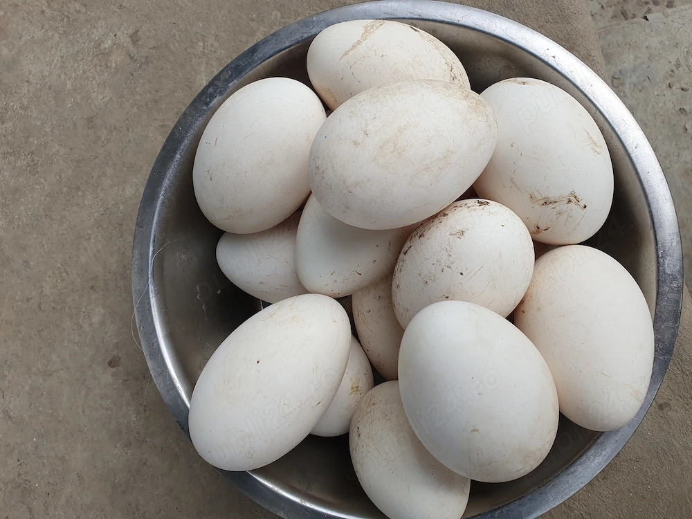 Oua de gisca de vinzare