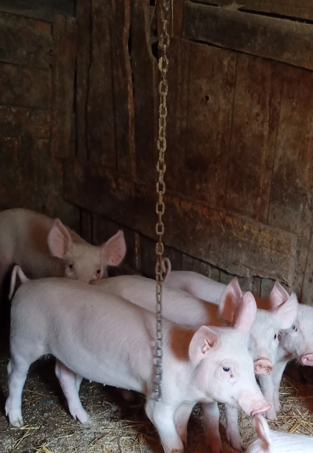 Purcei 10 saptămâni 