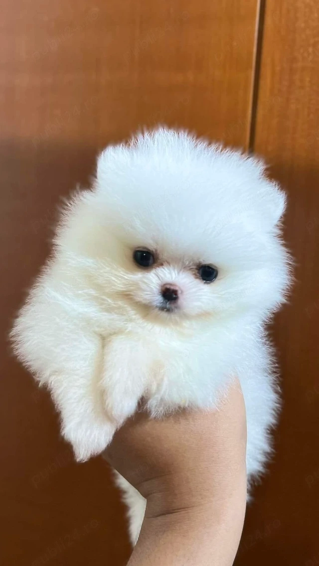 Pui pomeranian mini