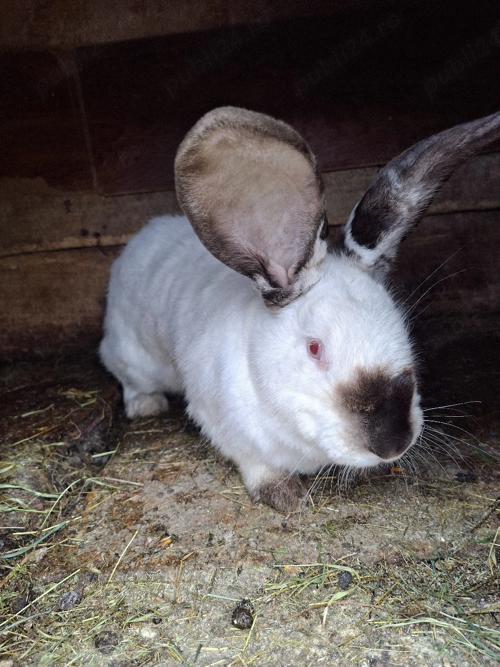 Iepuri Urias Transilvania