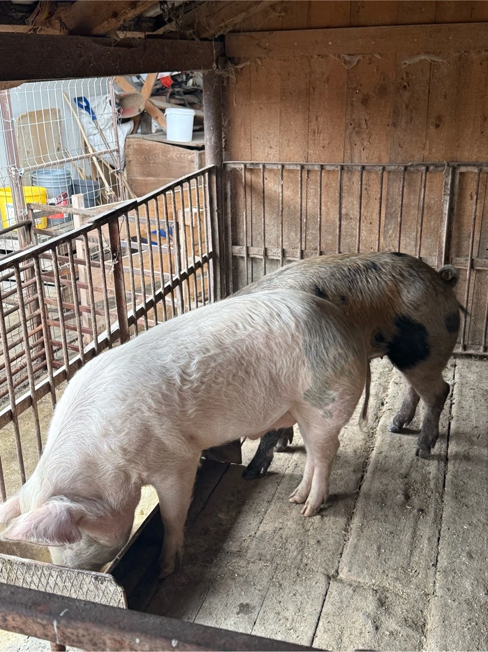porci 110kg la 8km de orastie