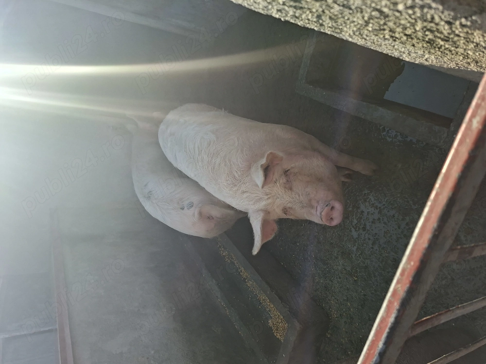 Vând porci de taiat