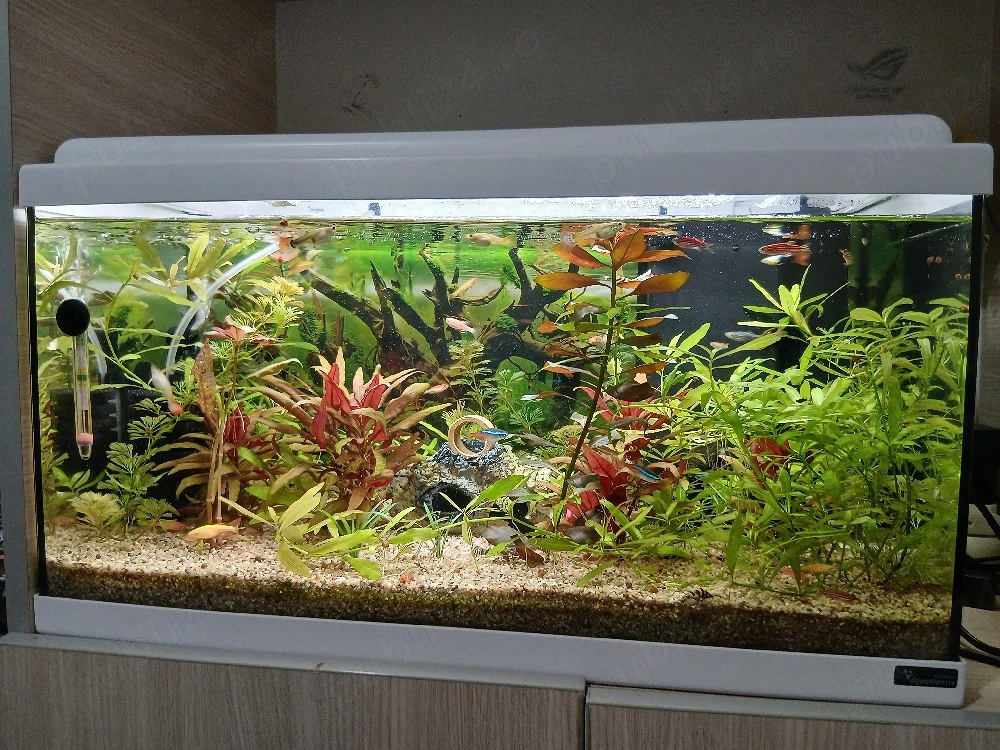 Acvariu 60 litri