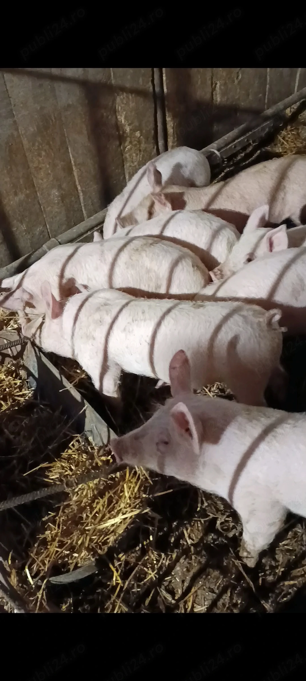 Vând purcei de 9 saptamani 