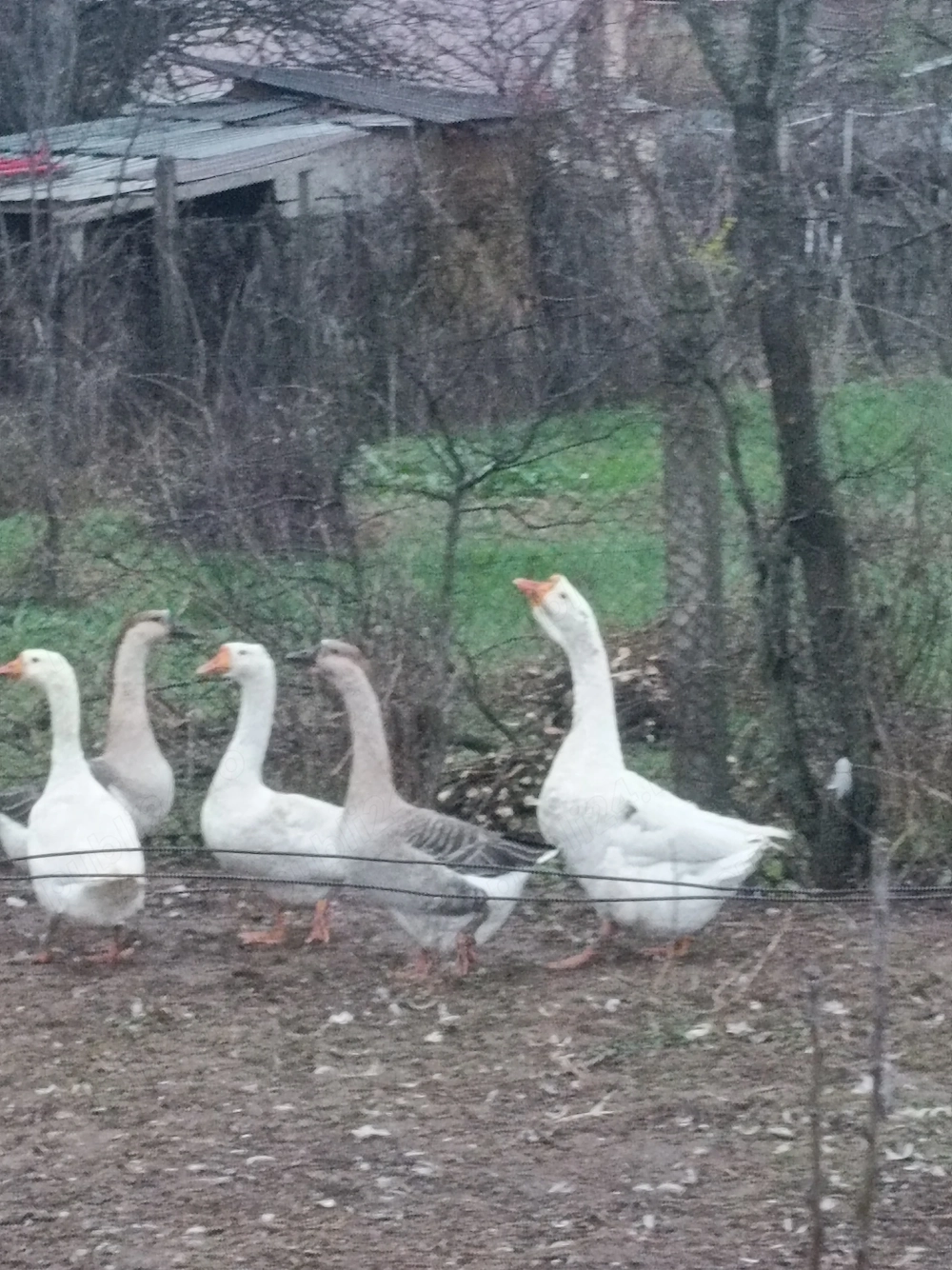 Oua de gâsca româneasca 