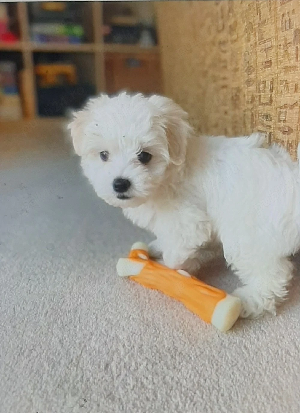 Vand bichon miny toy 6 saptamani