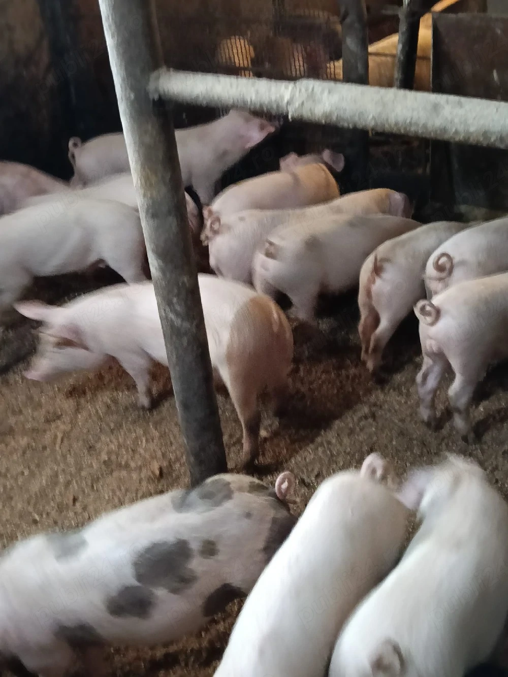 purcei frumosi de vanzare