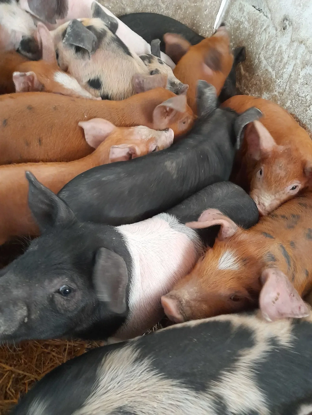 purcei 8 săptămâni jumate 230 lei