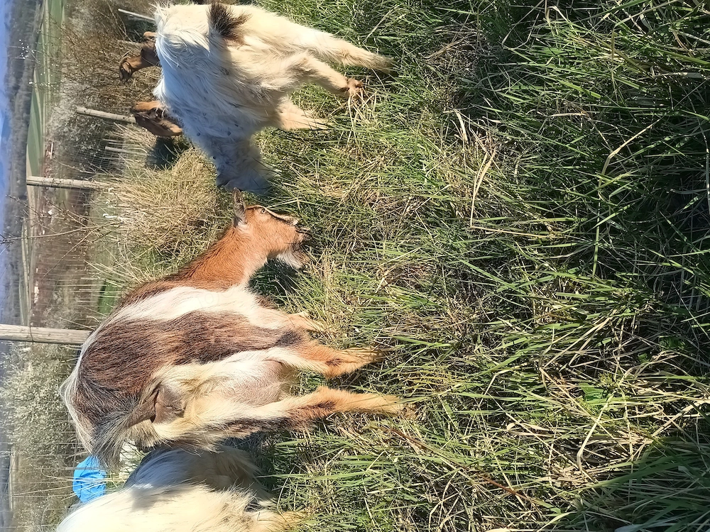 Capră metis alpin francez cu saanen, vârstă 2 ani 
