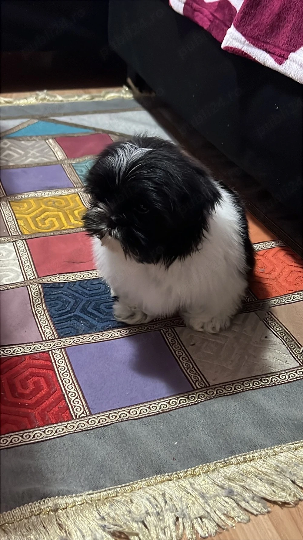 Catel Shih-Tzu Mini Toy