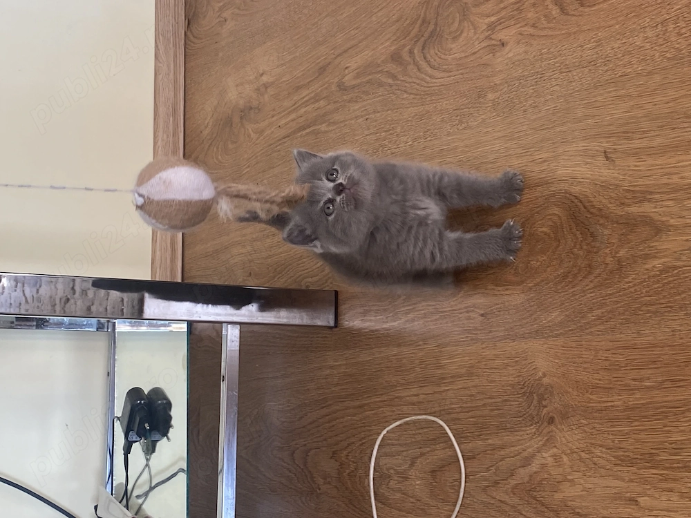 Pui British short hair