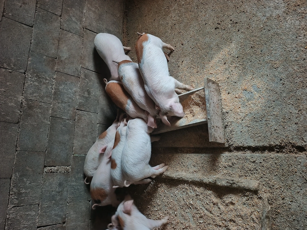 Purcei de vânzare 1000 lei perechea 