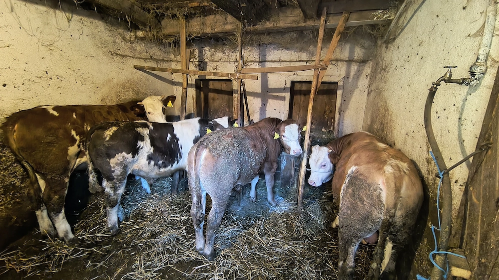 Vând urgent vitei baltati si belgieni 