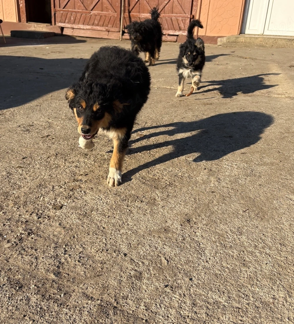 Vând căței de întors oi