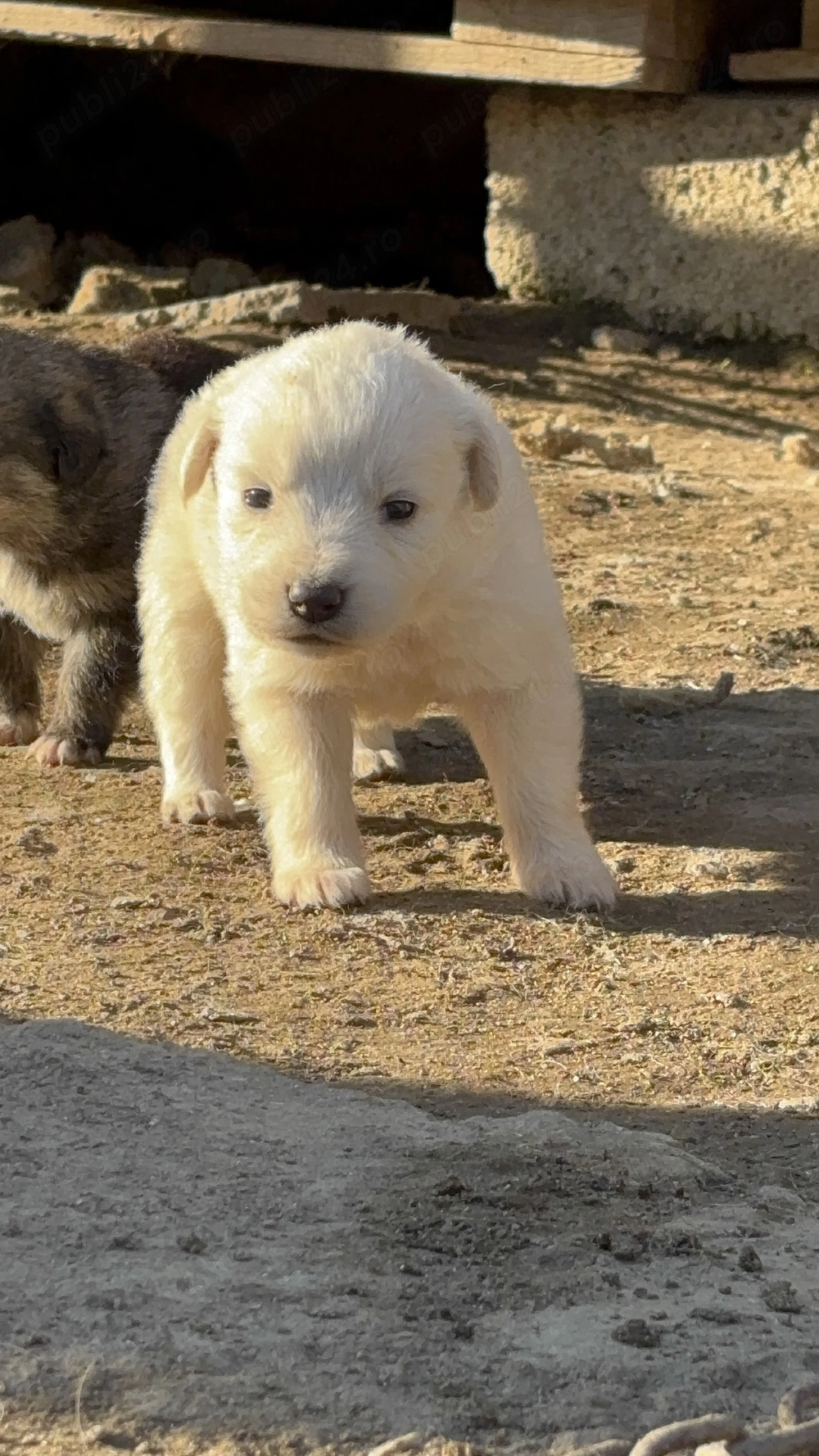 Cățeluși în spre adopție 