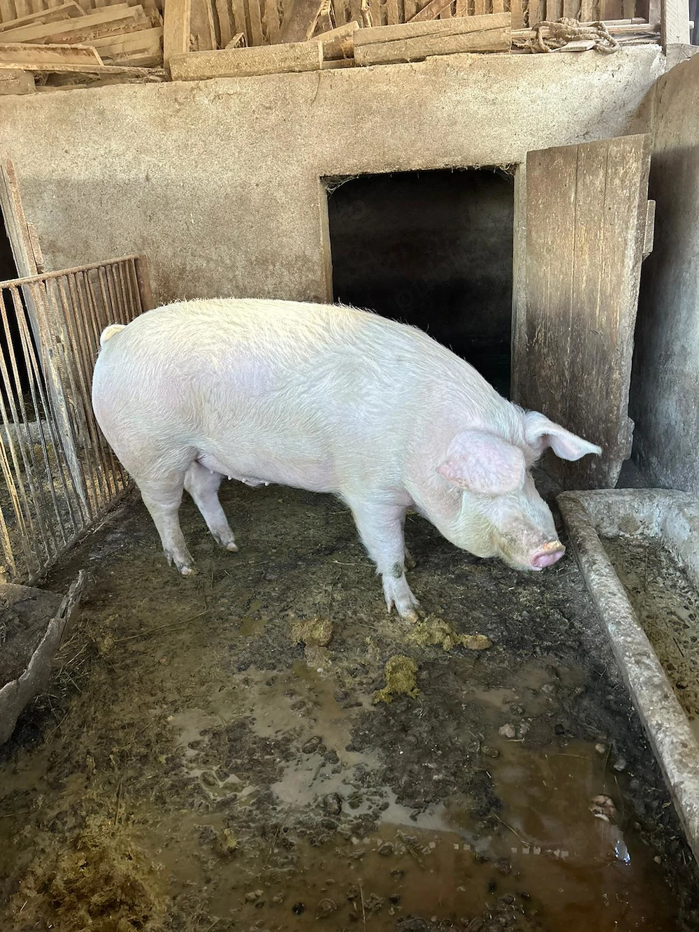 Vand porci grasi