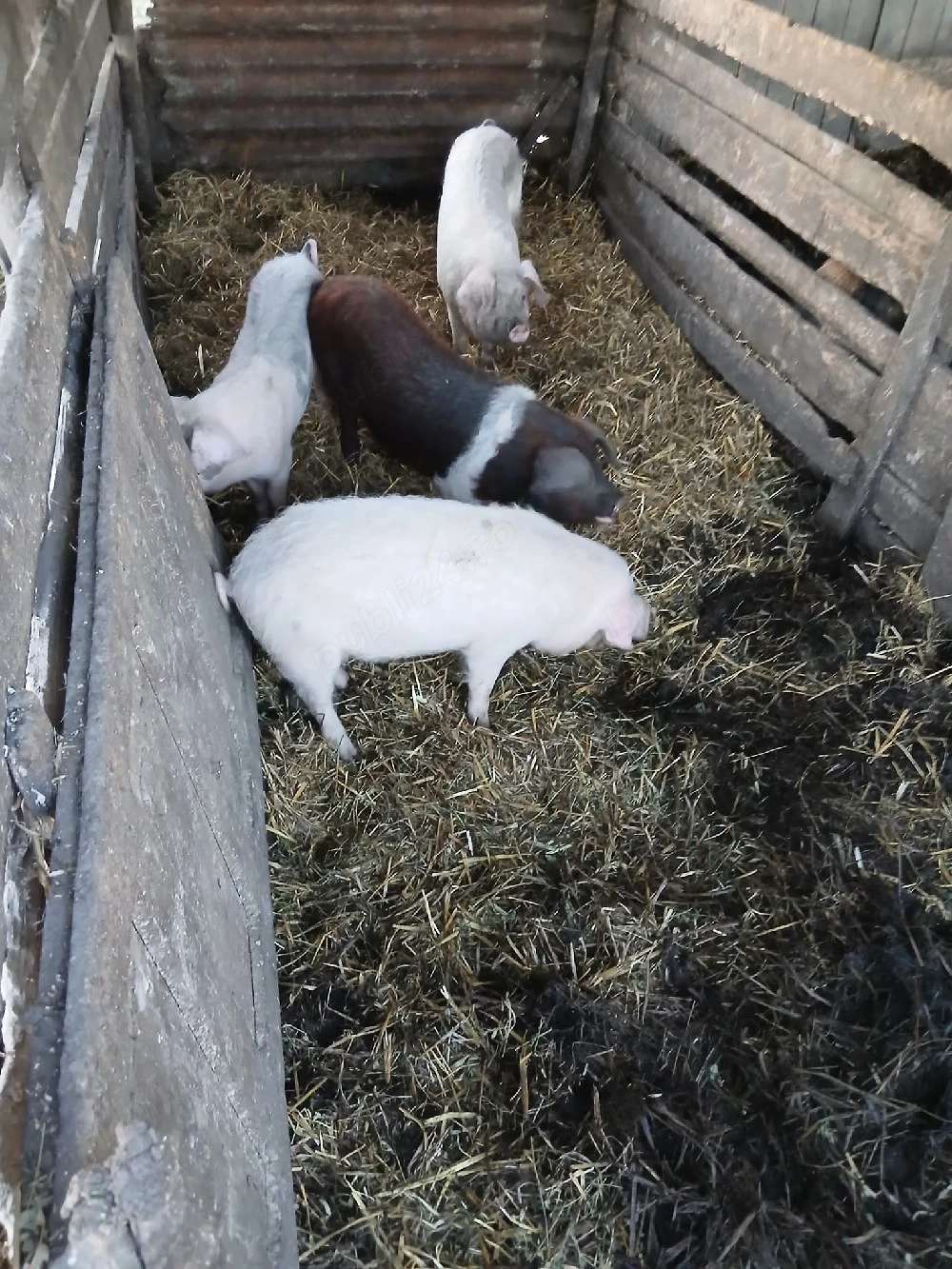 De Vânzare 4 bucăți 35 40 kg unul 