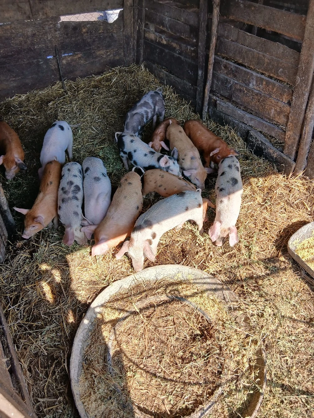 De Vânzare 14 purcei 9 săptămânii vacinații si castrați 