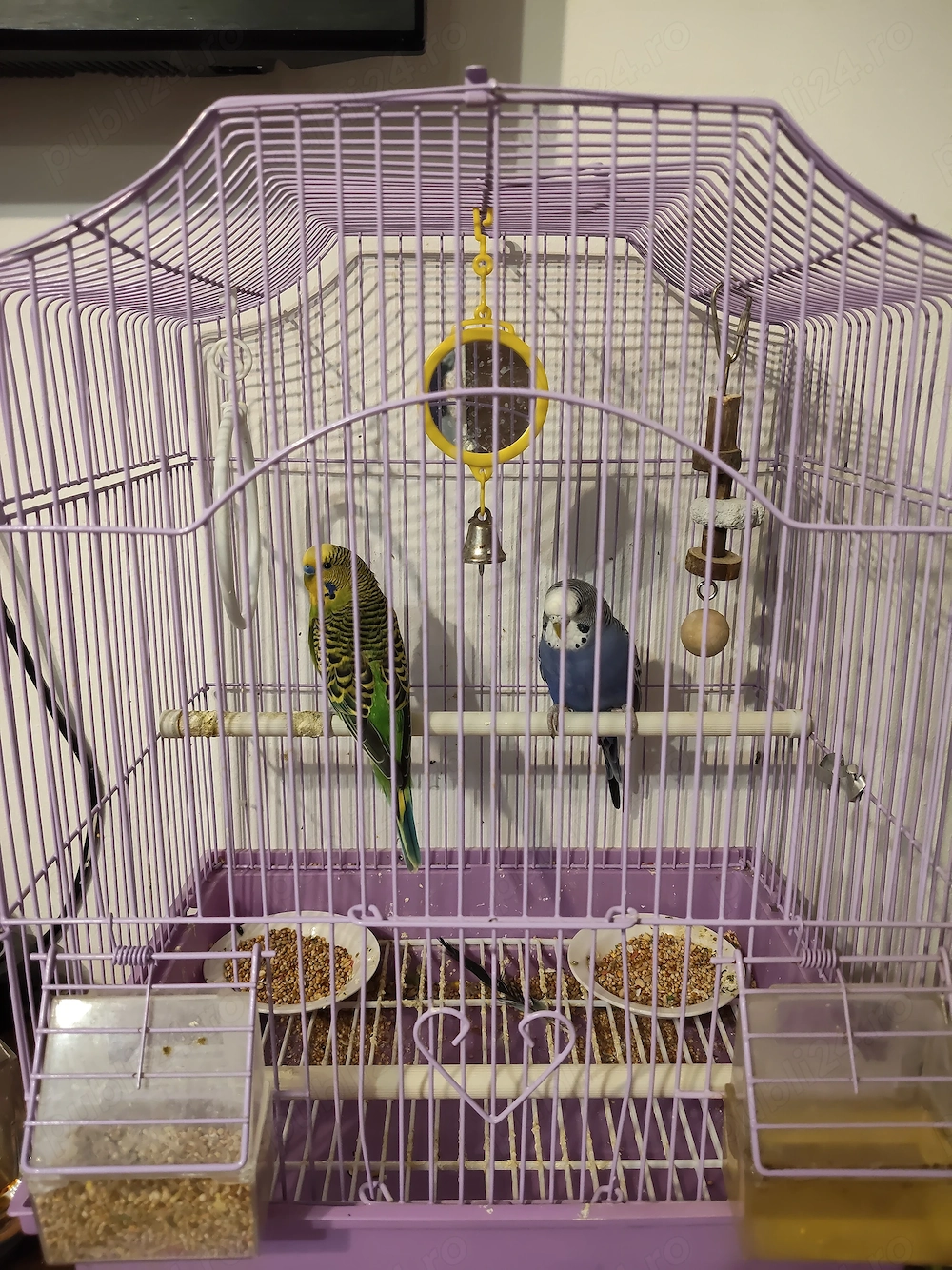 Vand 2 peruși foarte frumoși,cu tot cu cușcă!