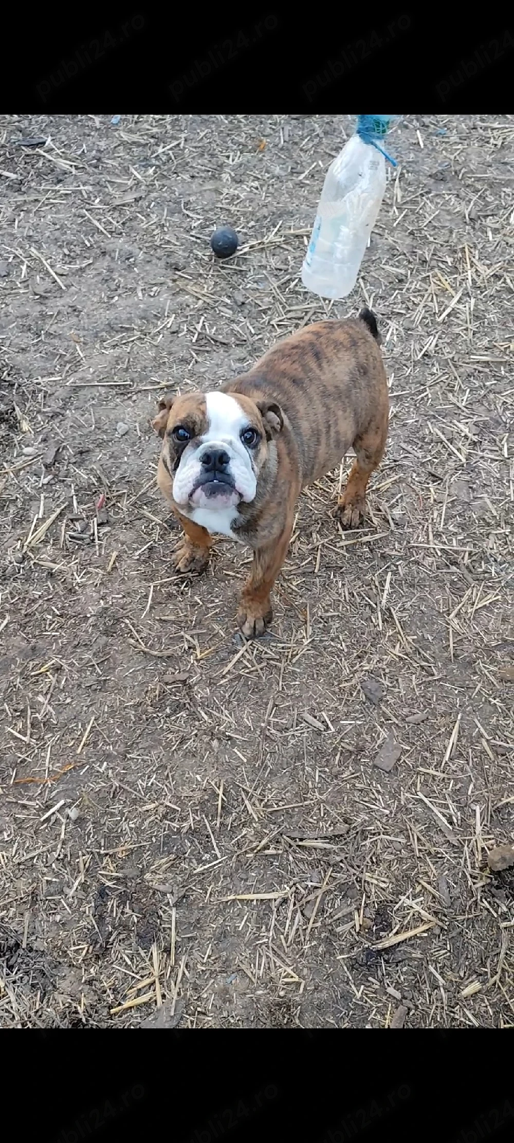 Bulldog Englez Microcip Oradea