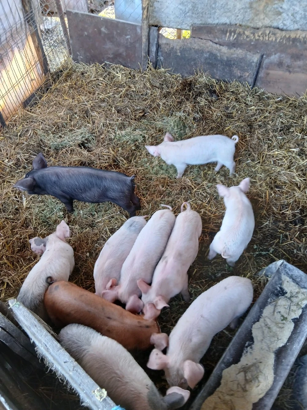 De Vânzare 10 bucăți 300 lei bucata 