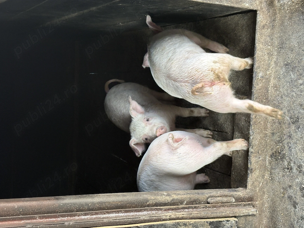 vând duroc alb crescut la țară 