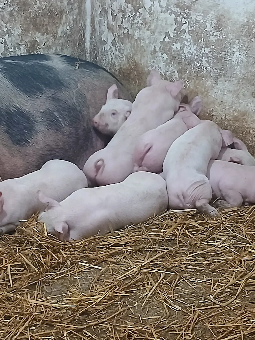 Purcei de vanzare rasa carne