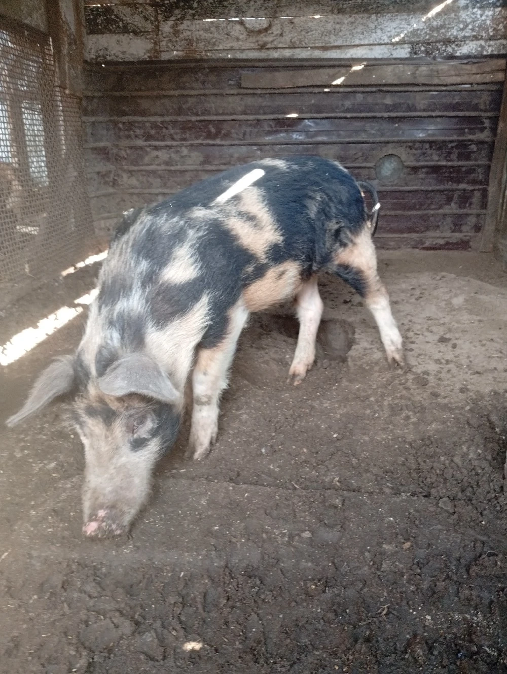 Îl dau la schimb pe iede 