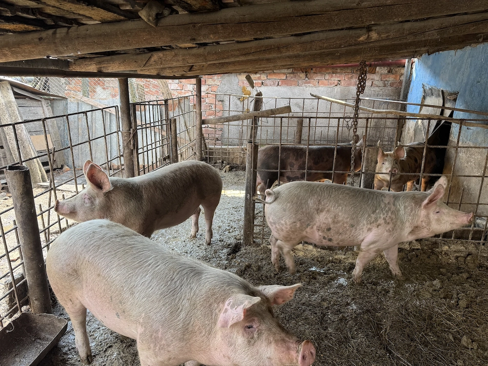 Vând 6 soldani între 50 -70 kg în Blaj, Alba