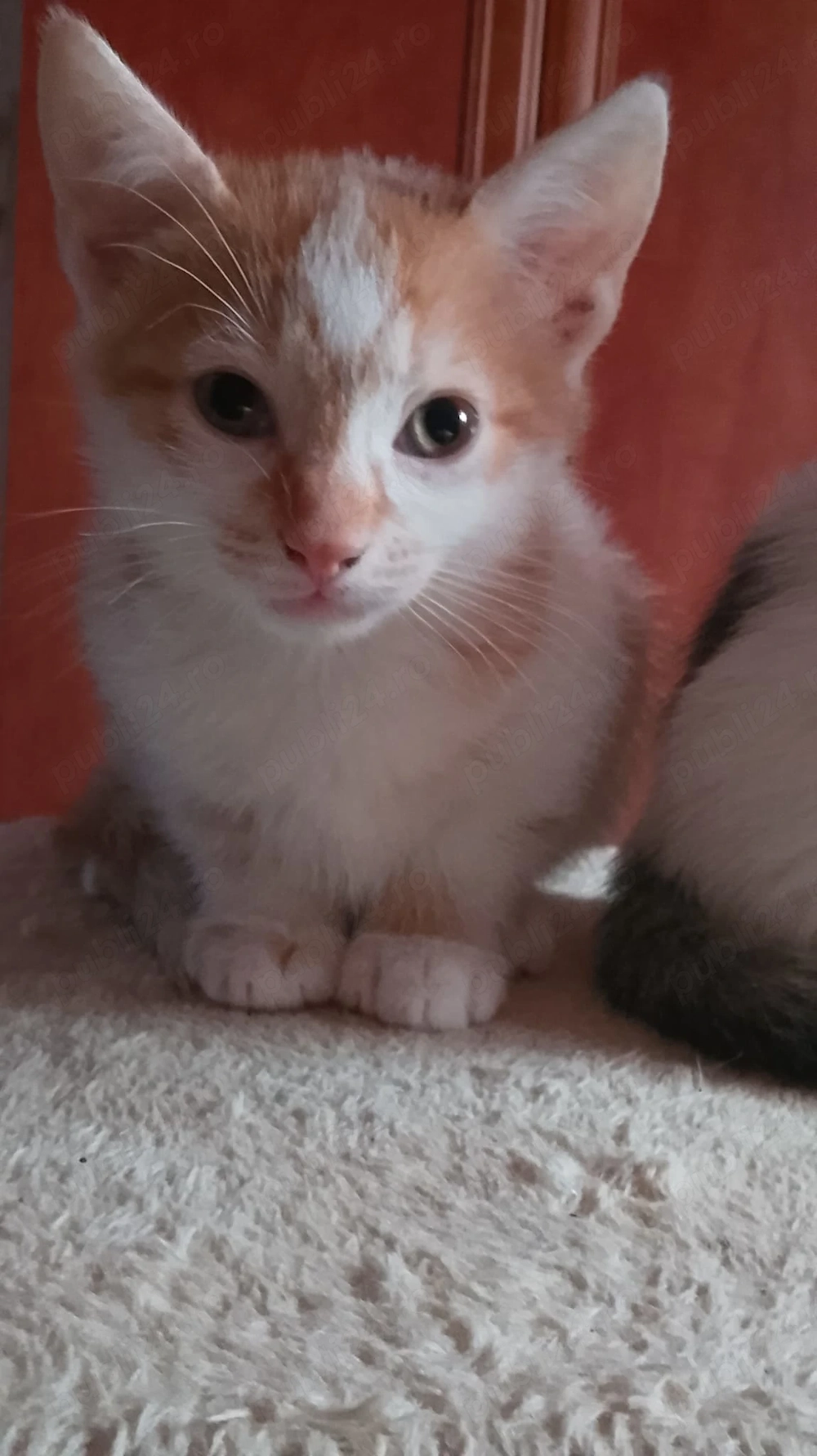 donez pisicuti educati