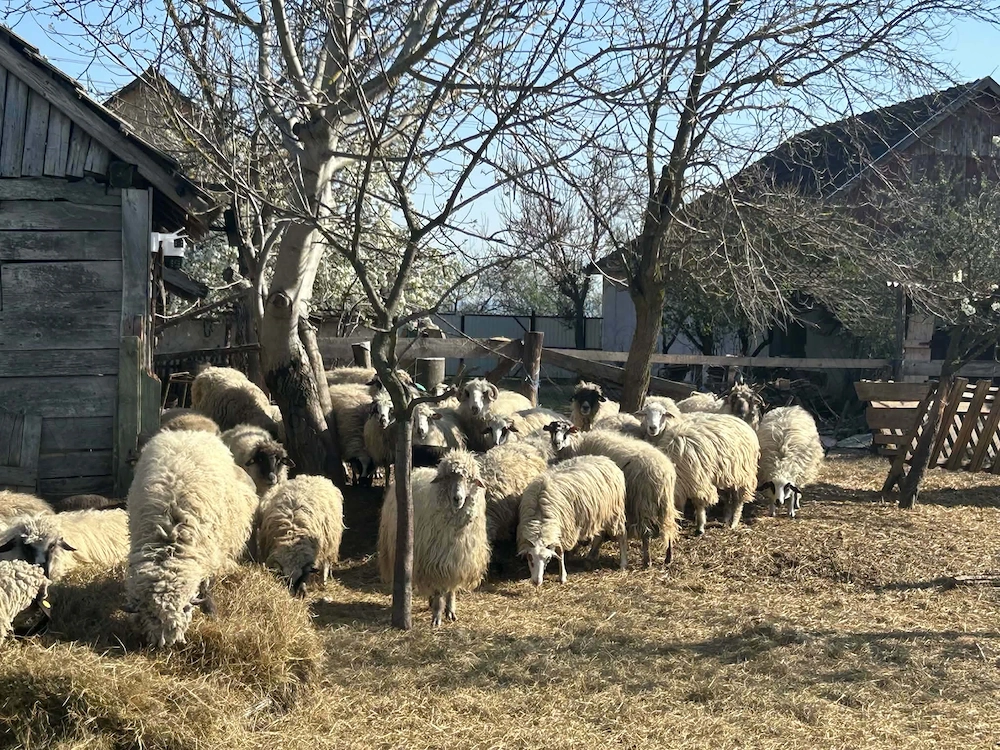 Vând oi,miei și berbec 