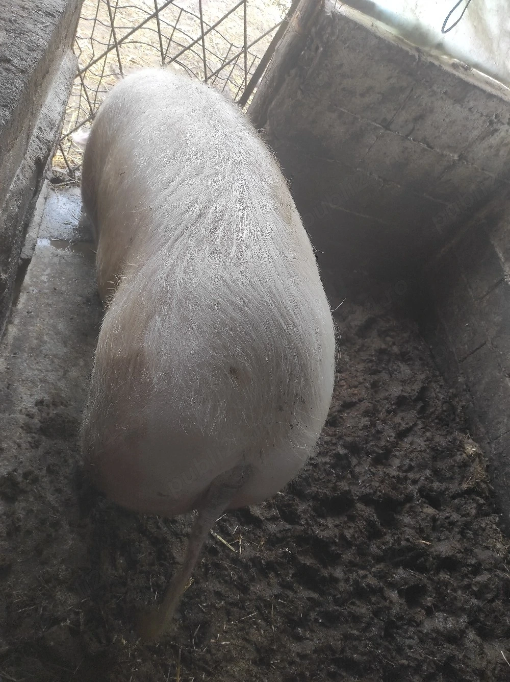 Carcasa sau viu porc Bazna și landrace