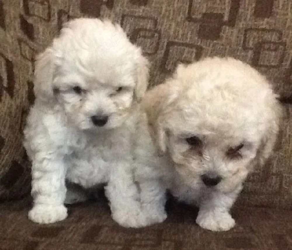 Cel mai frumos cadou! 