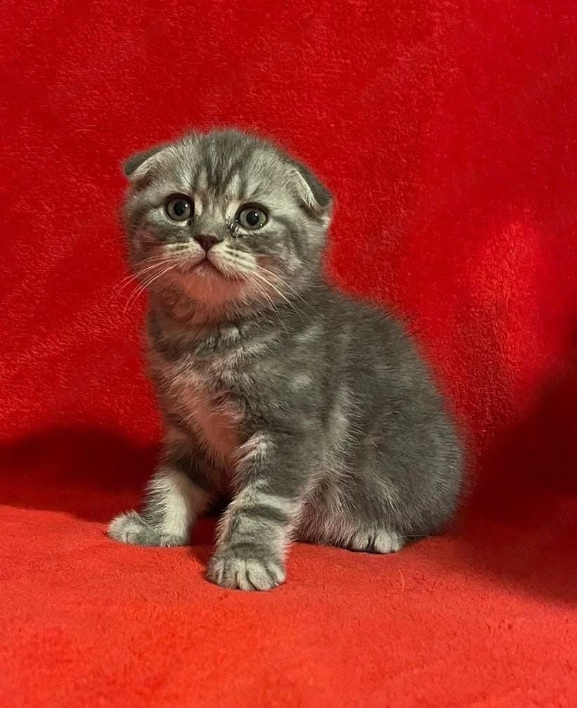 Pisoi scotish si british