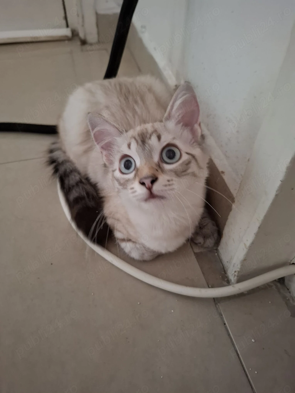 Pisicuta puiut Ragdoll lynxpoint