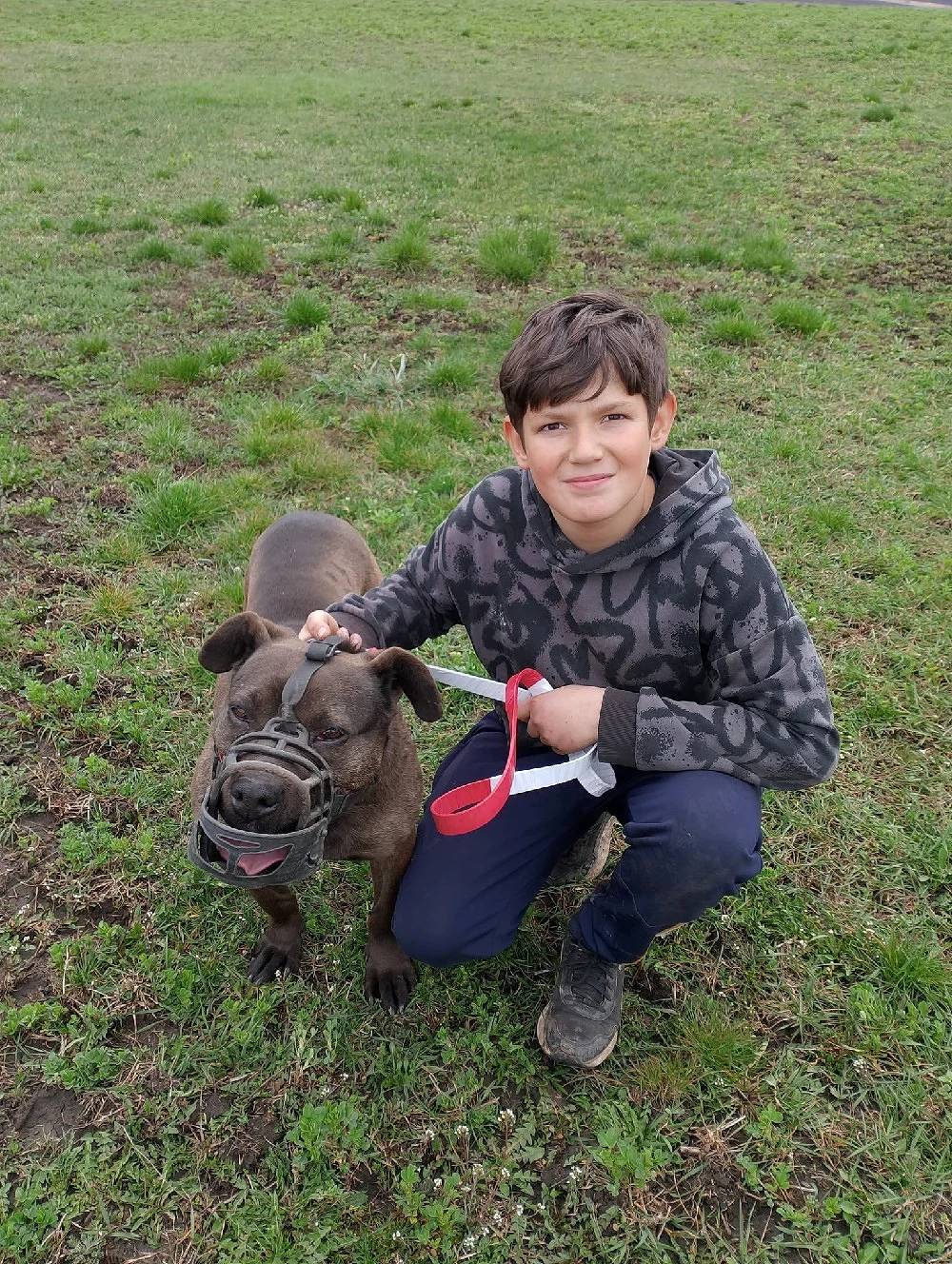 o dau la schimb pe un rottweiler sau un Amstaff