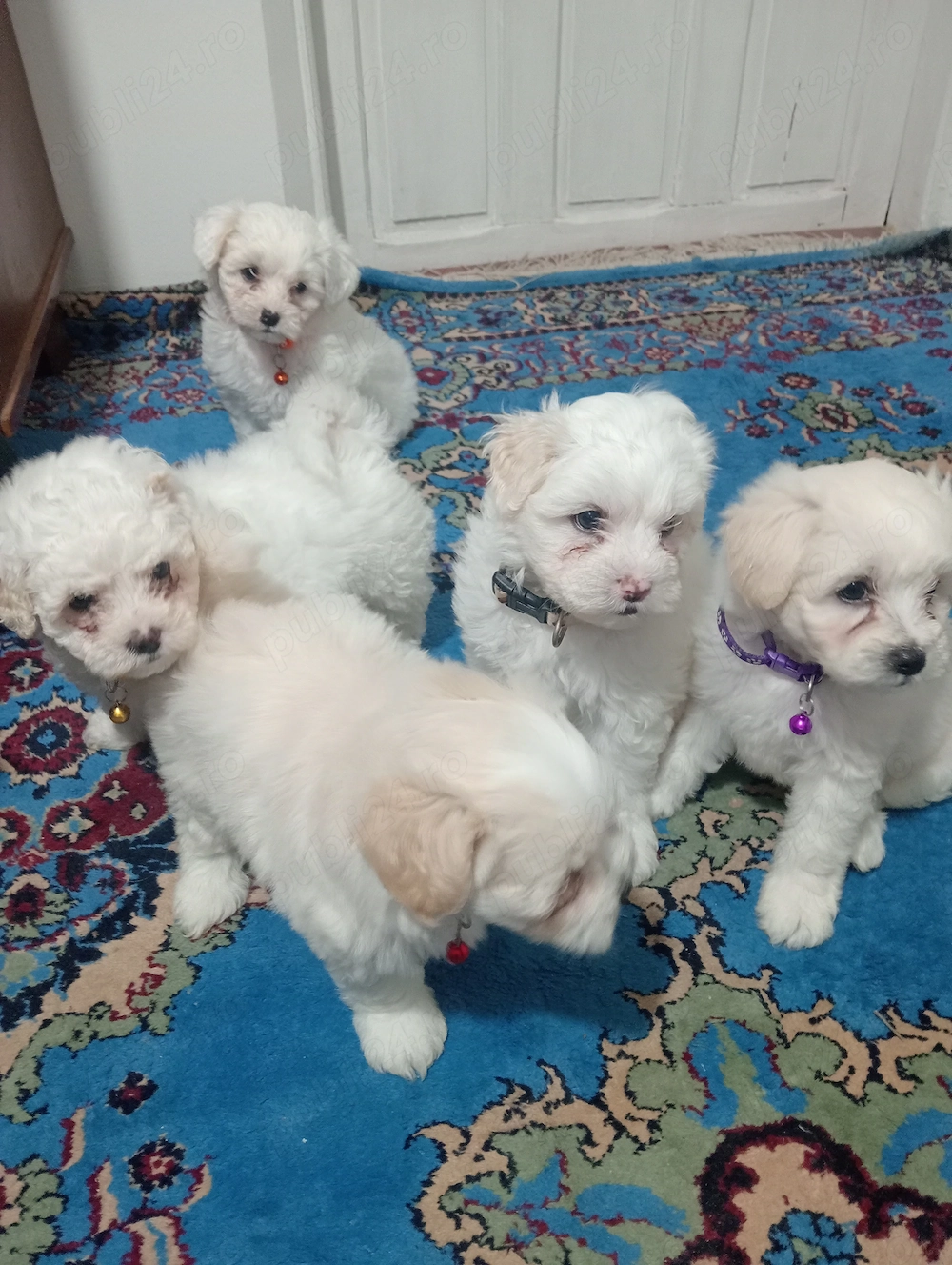 Căței Bichon (fetițe)