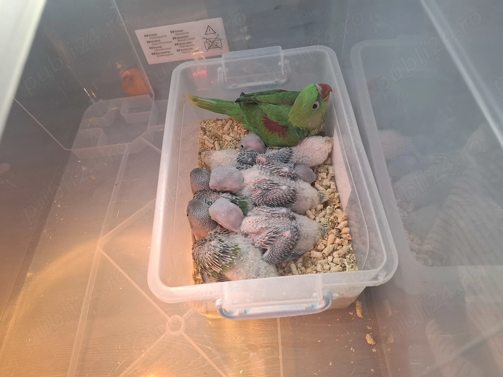 Marele Alexander cu test adn