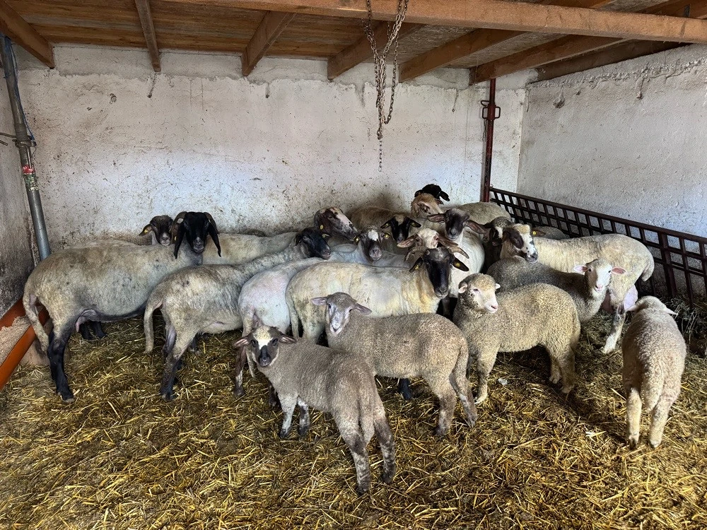 oi si miei de vanzare