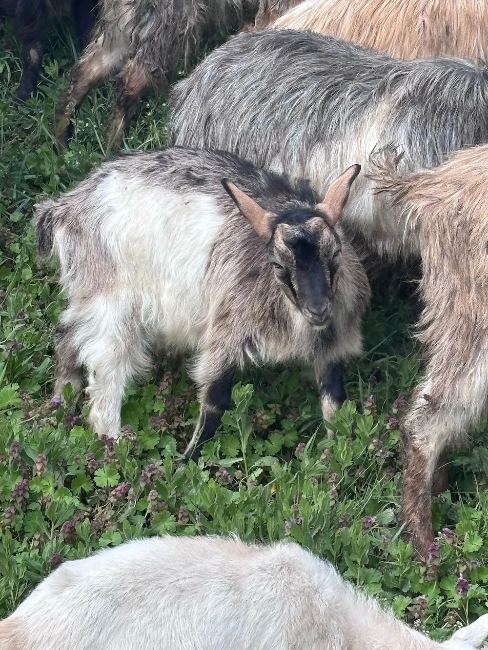 Iezi de vânzare carcasa 