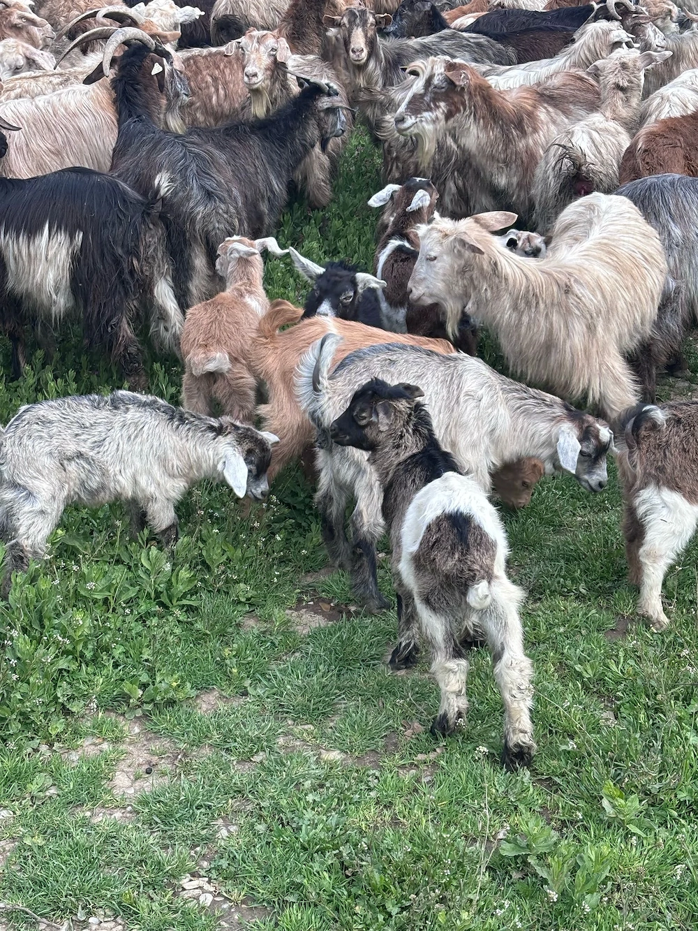 Iezi de vânzare în viu sau carcasă