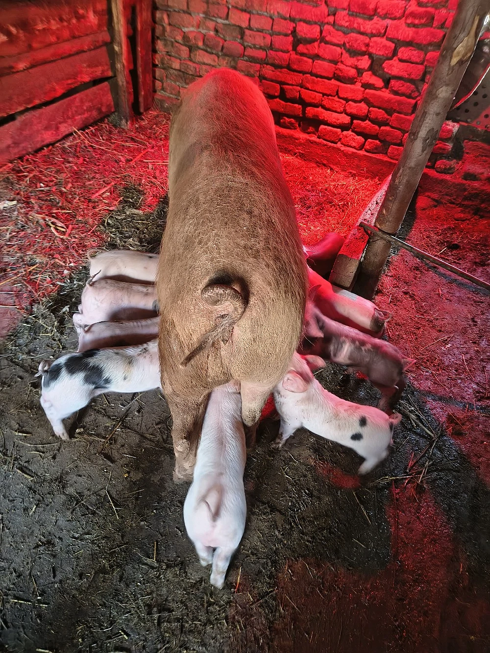 Scroafă cu percei