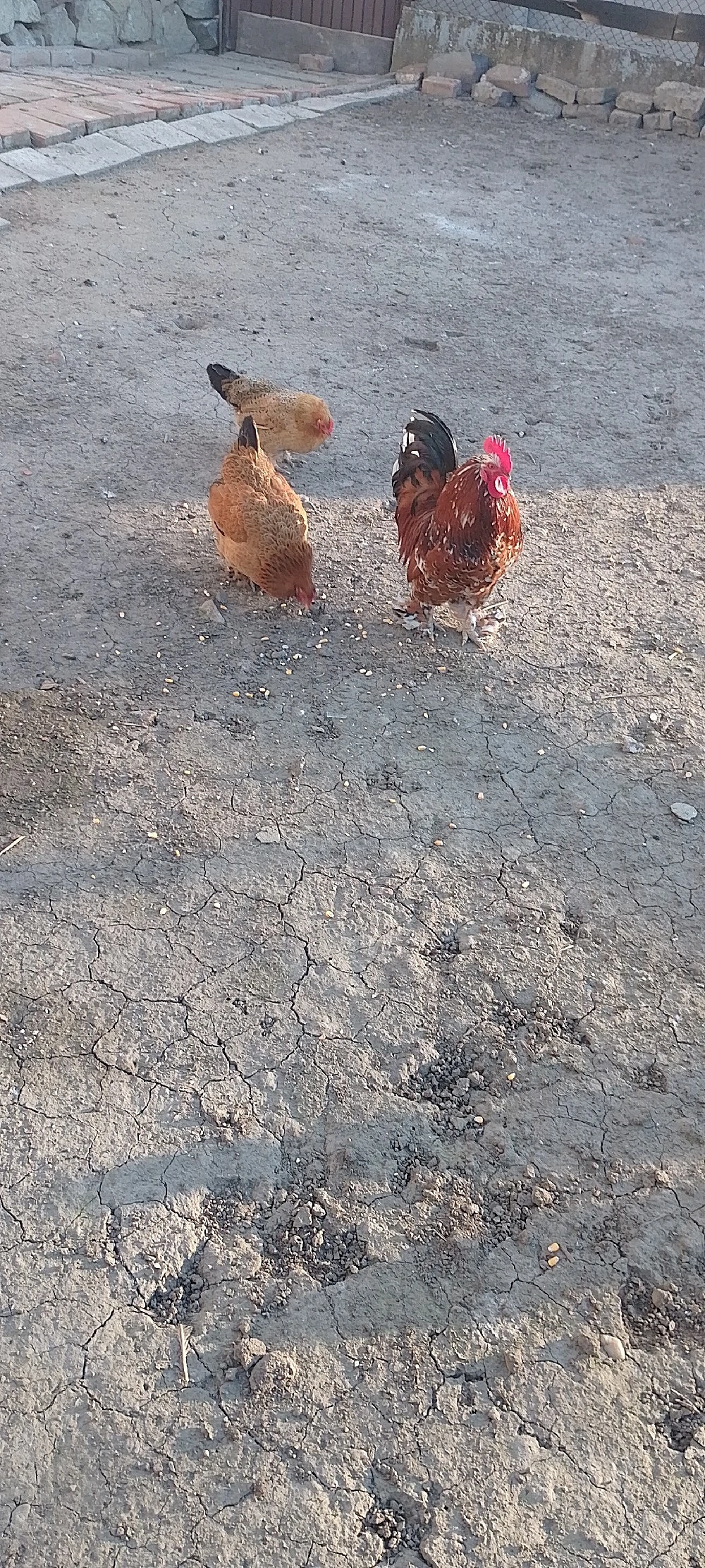 cocoș și găinile americane 