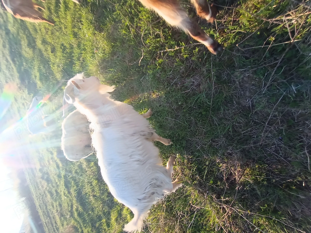 Țap saanen vârstă 1 an jumate 