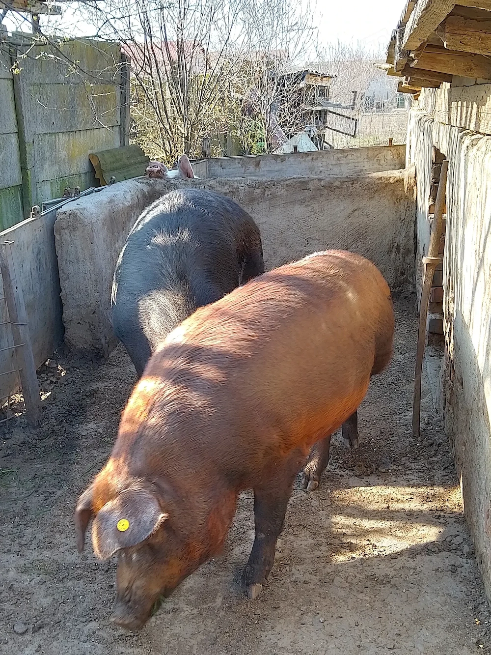 Porc Duroc 350 kg 