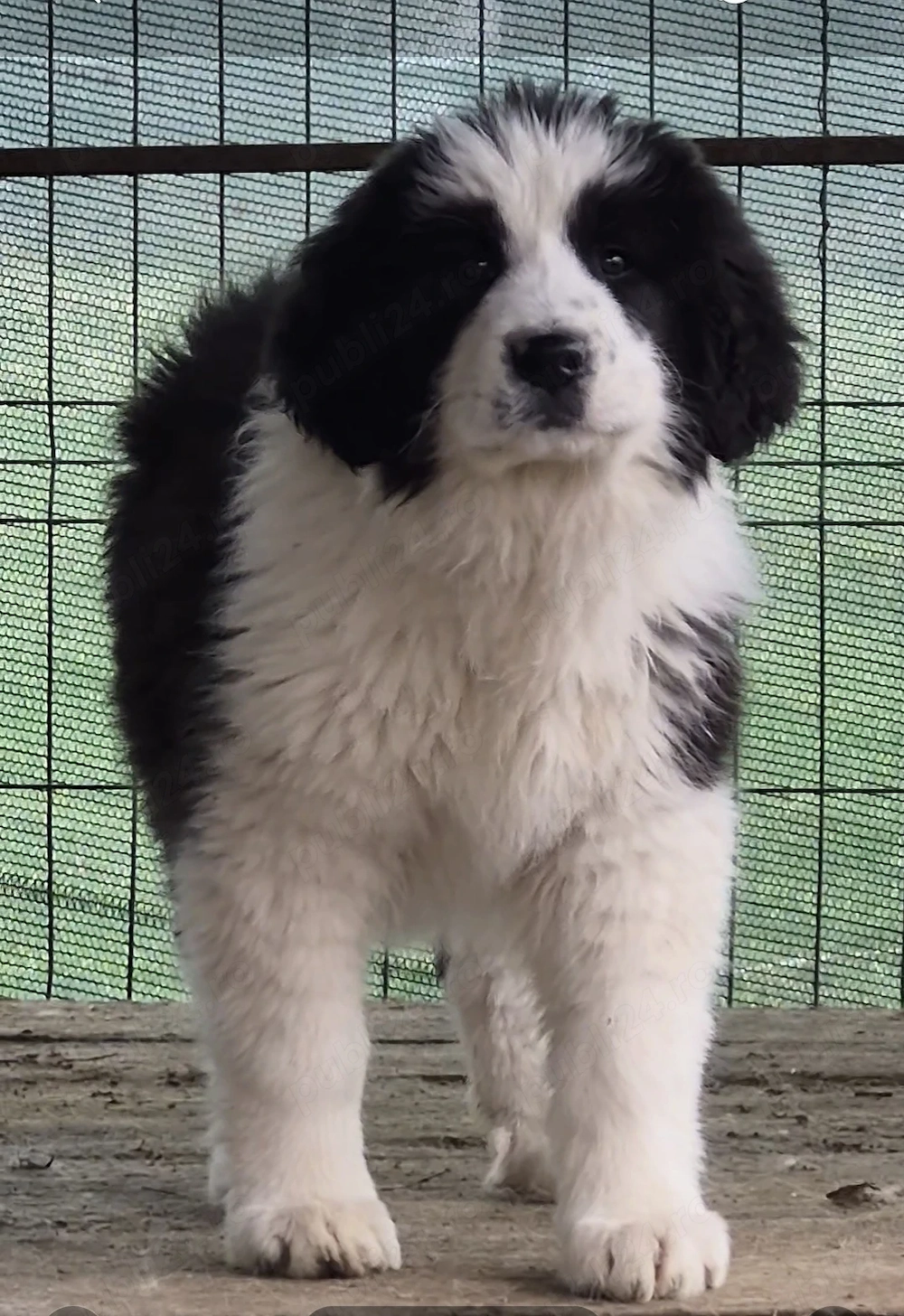  Ciobanesc de Bucovina 