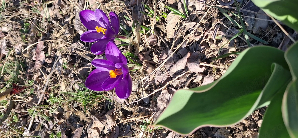 Vand teren de casa in Gorj la 5 Km de Tg-jiu, gaze, curent, apa, canal, asfalt, cadastru