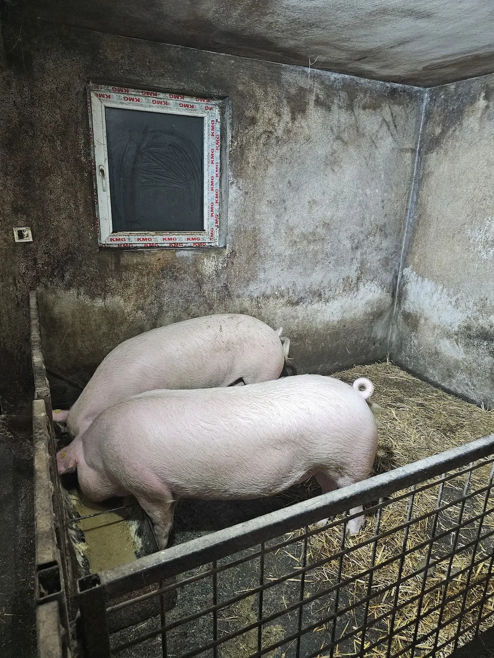 Vând Porci 160 - 170 kg