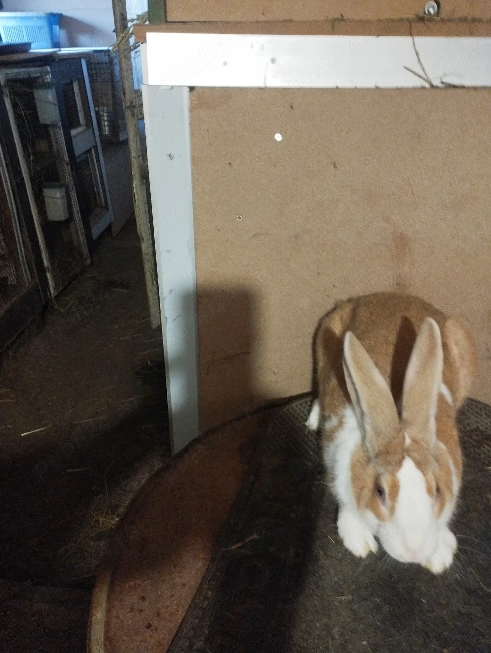 iepuri hycole francez mascul 